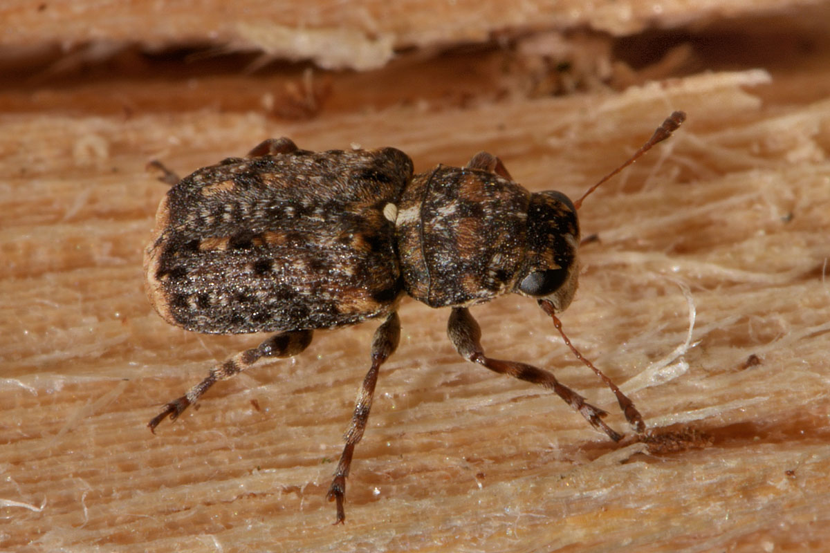 Anthribidae: Dissoleucas niveirostris